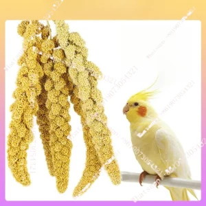 Parrot Yellow Valley Spike Shelled Yellow Millet Bird Food Snack Feed Special Supplies Daquan Toys